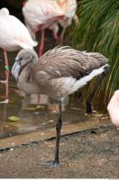 Body texture of gray flamingo 0019